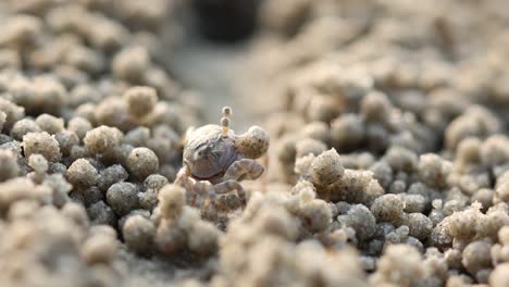 little soldier crab on the beach