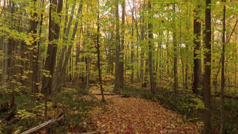 slow magical aerial sequence of forest foliage over a trail with dead leaves floor