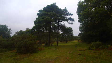 Matorral-Con-Pinos-Y-Arbustos-En-Un-Bosque-Nuevo.