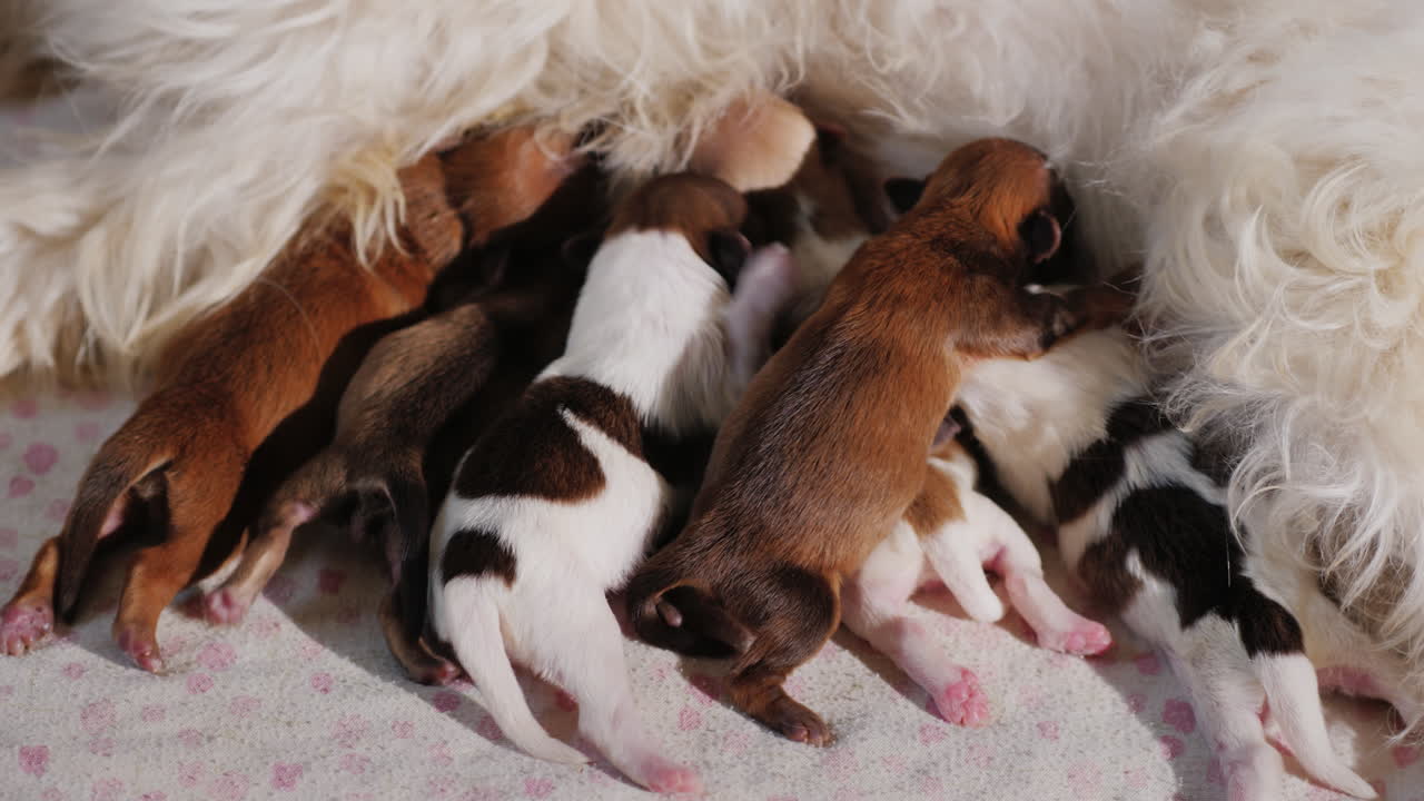 개 먹이 신생아 강아지 02