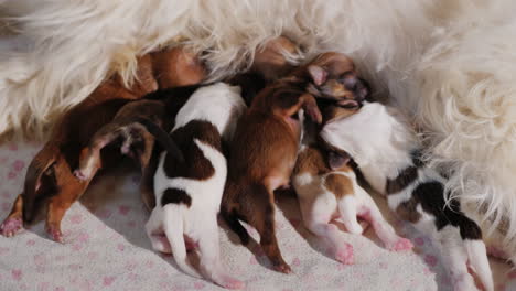 perro alimentando cachorros recien nacidos 02