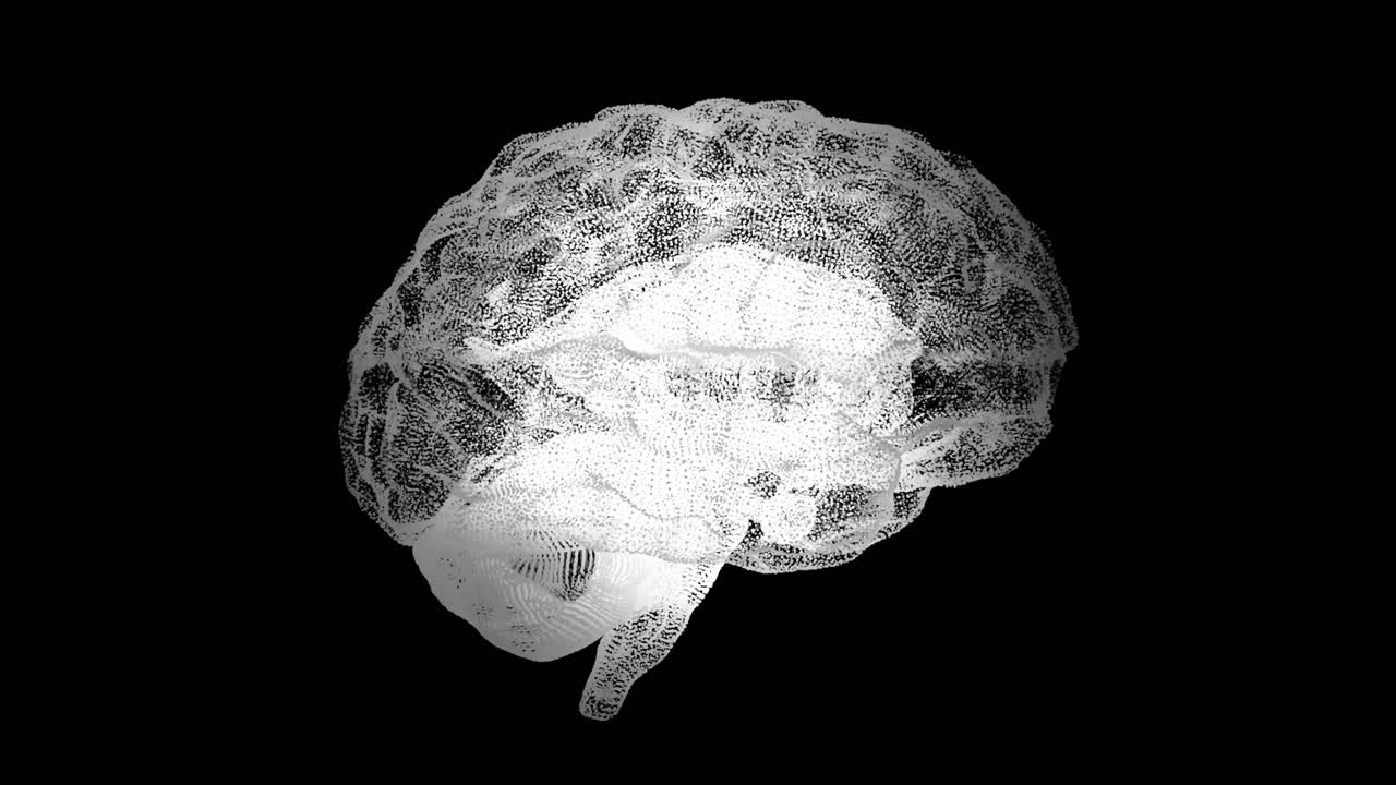 3D model of a human brain