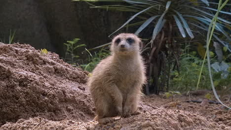 solo suricata realizando el deber de centinela