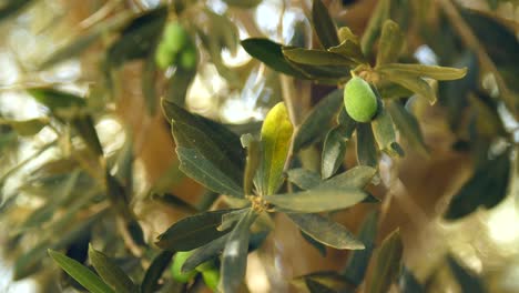 olive auf einem zweig cu