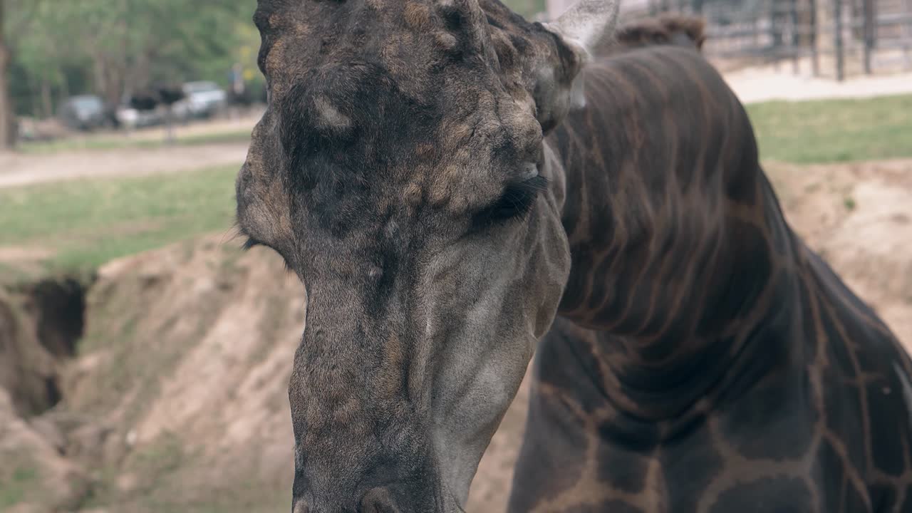 la jirafa manchada come hojas verdes y ramas delgadas en el zoológico