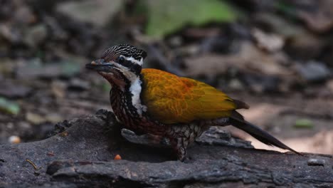 camra zooms out showing this bird feeding, common flameback dinopium javanense, female, thailand