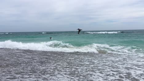 Pelícanos-Volando-Sobre-Las-Olas-Del-Mar-En-Busca-De-Peces-En-Cabo-Pulmo,-México