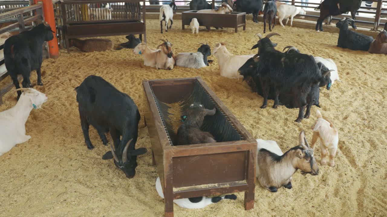 Un gruppo di capre bianche e nere che riposano e si nutrono in un recinto interno coperto di segatura presso l'Anseong Farmland