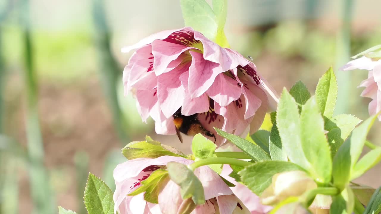 Nærbilde av en vårhumle som pollinerer en rosa juleroseblomst.