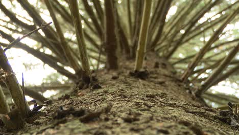 Huge-spruce-with-big-branches