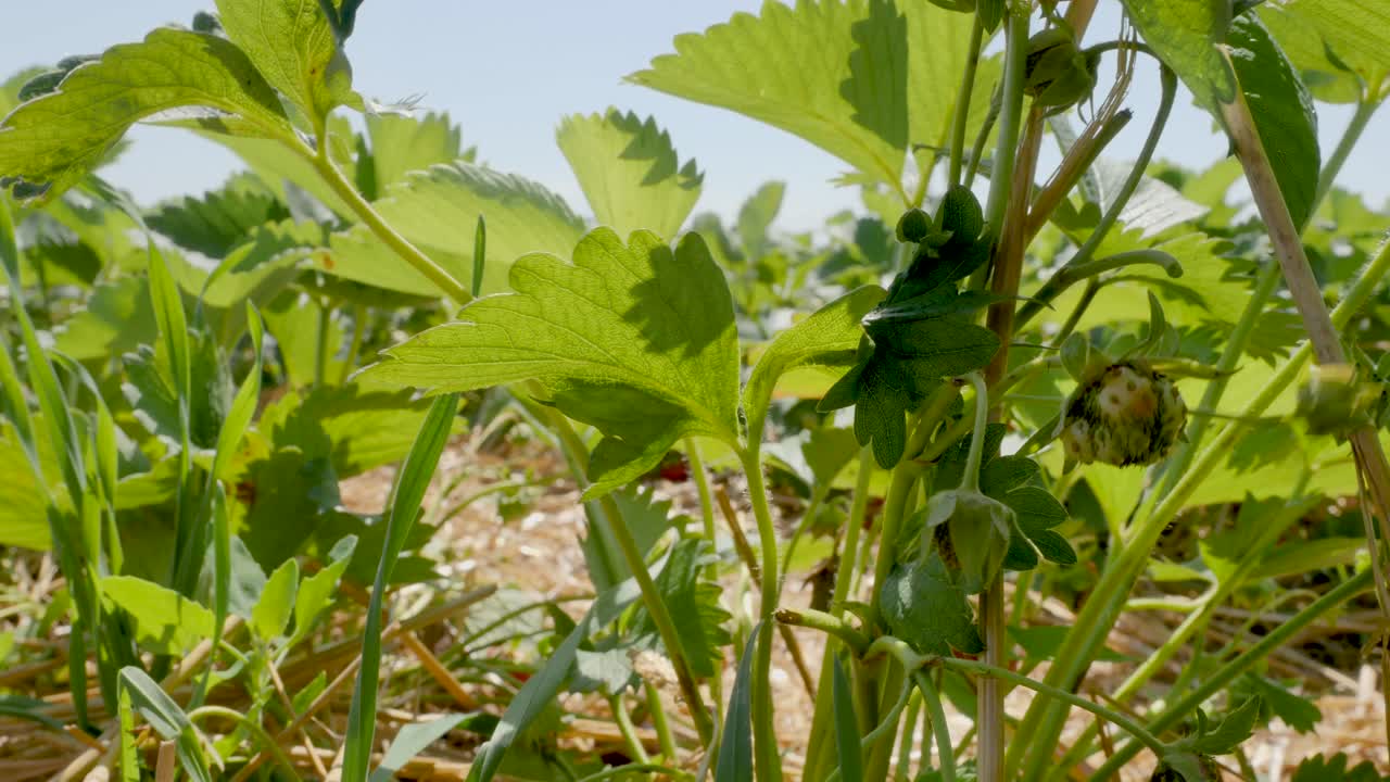 딸기 밭에서 신선하고 익은 과일을 따는 사람의 클로즈업