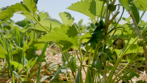 primer plano de una persona recogiendo fruta fresca y madura en un campo de fresas