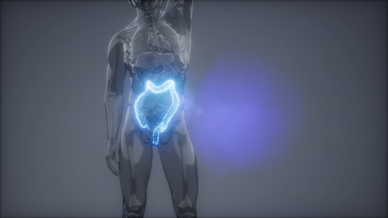 examen de radiología del colon humano