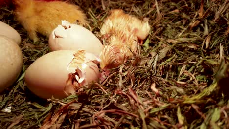 sleepy newborn duckling closes eyes to rest in nest with hatching egg