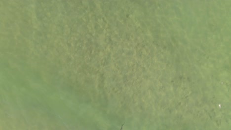 top down aerial view of a shark swimming in shallow ocean waters