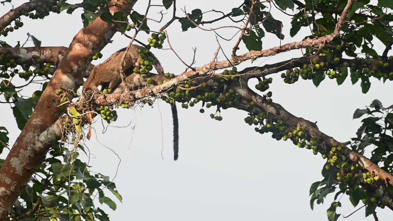 descansando en una rama de un árbol fructífero mientras come y luego avanza y se mueve hacia la derecha para explorar, civeta de palma de tres rayas arctogalidia trivirgata, tailandia