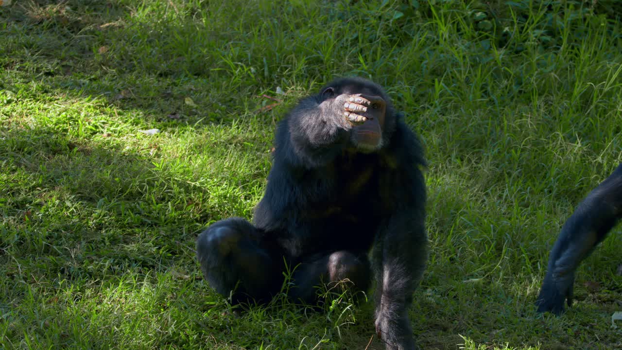 un chimpancé (pan troglodytes) pidiendo al cuidador del zoológico que le tire algo de fruta.