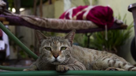 lindo gato macho común indio