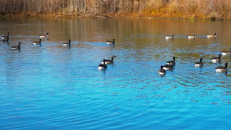 Scene-with-small-flock-of-Canadian-geese-swimming-in-calmly-waters