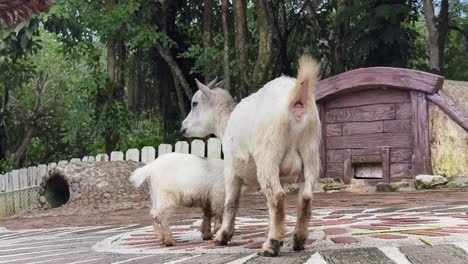 two goats in a farm enclosure