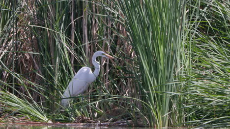 A-great-egret-wading-along-the-edge-of-the-water-hunting-for-food---isolated-slow-motion