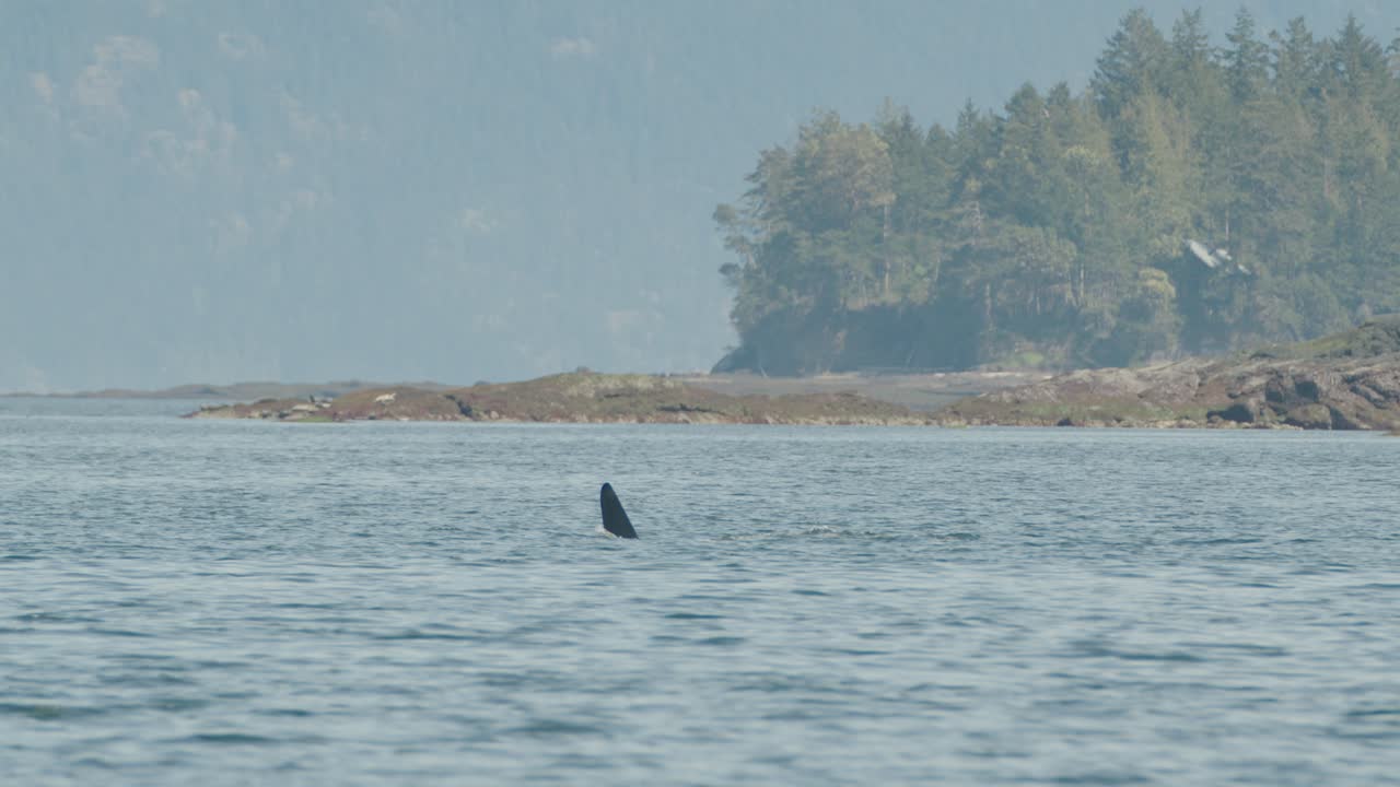 las orcas rompen la superficie para respirar a lo largo de la costa de la isla de vancouver, costa del pacífico