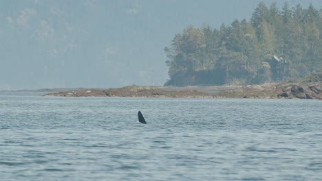 Orcas-breach-surface-to-breathe-along-Vancouver-Island-coastline,-Pacific-Coast