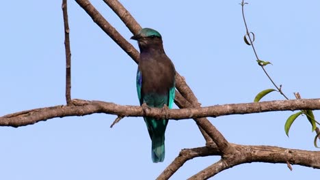 The-Indian-Roller-is-common-in-Thailand,-readily-seen-when-travelling-to-the-province-and-national-parks