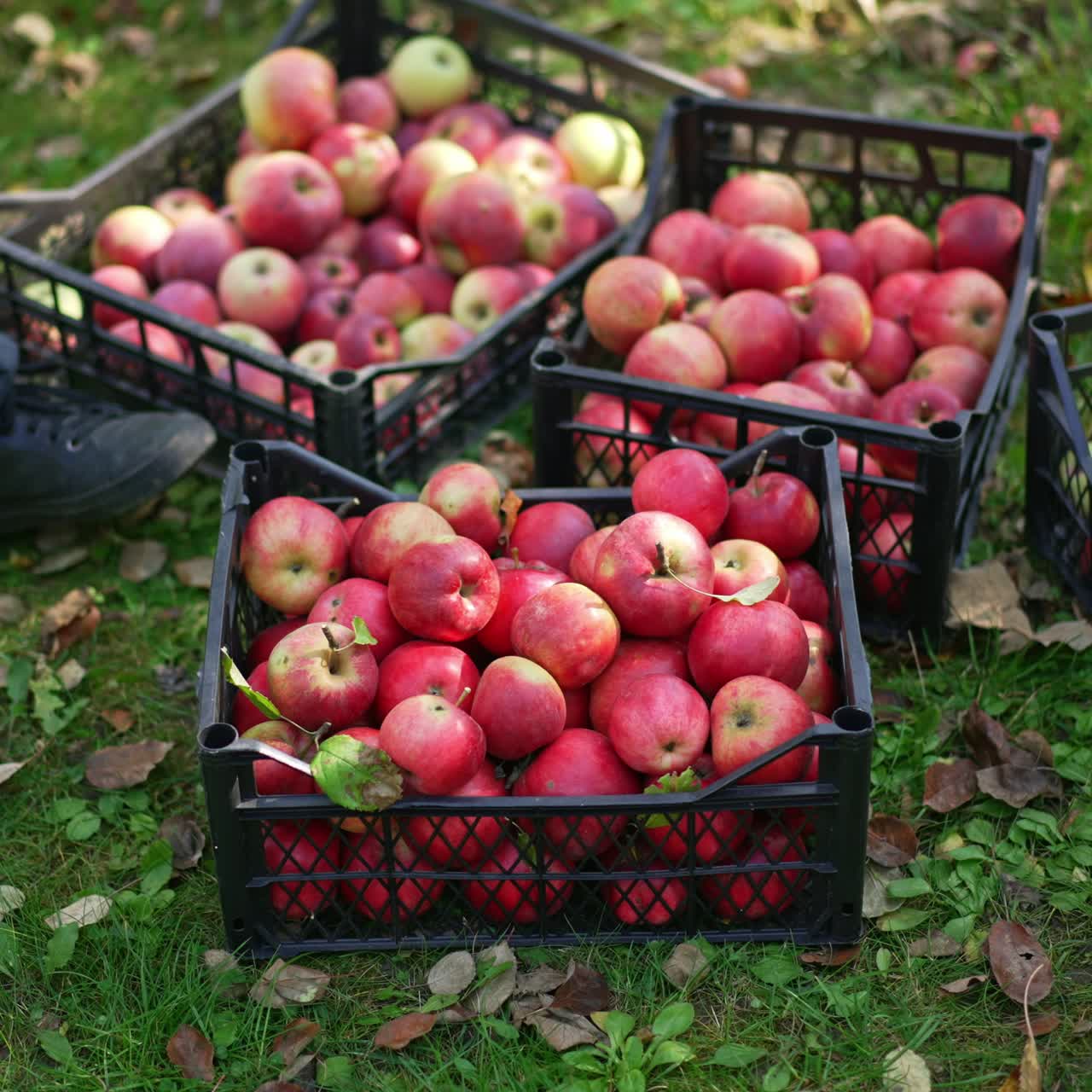 Harvest of freshly picked apples gathered into boxes. Man brings and puts one more full box of ripe fruit. Top view