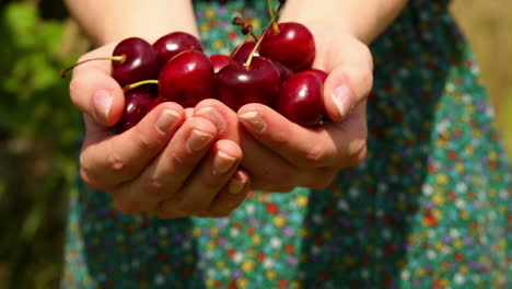 close up on womans hands holding cherries