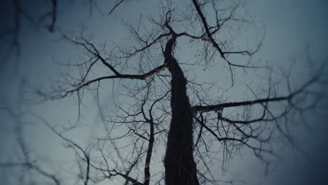 bare tree branches against a cloudy sky
