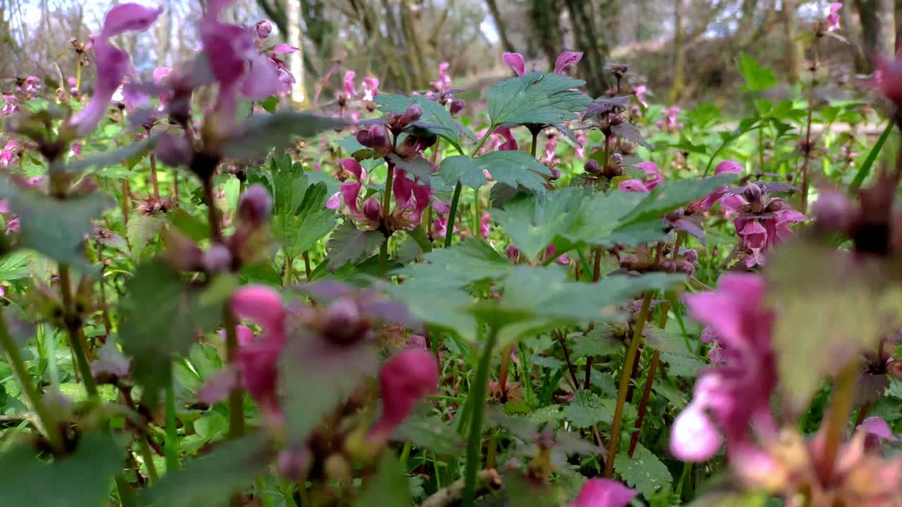 Farverige forårsvildblomster i park