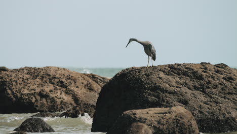 white-faced heron standing on boulder in the ocean - wide