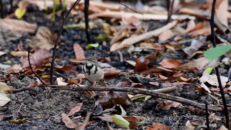 the forest wagtail is a passerine bird foraging on branches, forest grounds, tail wagging constantly sideways