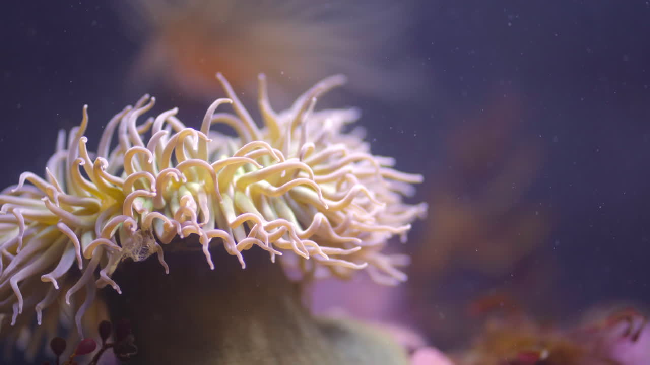 Anemone on Rock Swaying in Current