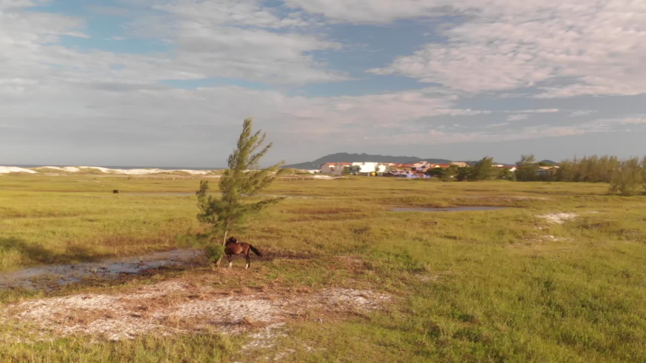 Ripresa aerea con drone che gira intorno a un cavallo