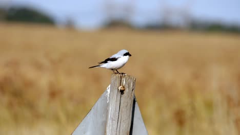 static shot of a lesser grey shrike standing on top of a sign