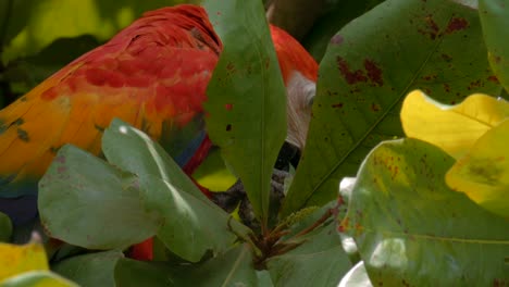 wild scarlet macaw seen on a tour of a costa rica rainforest