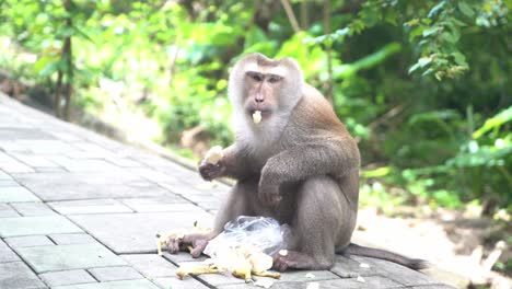 tiro medio de un mono asiático tailandés salvaje comiendo plátanos y escupiéndolos en el sendero con una bolsa de plástico