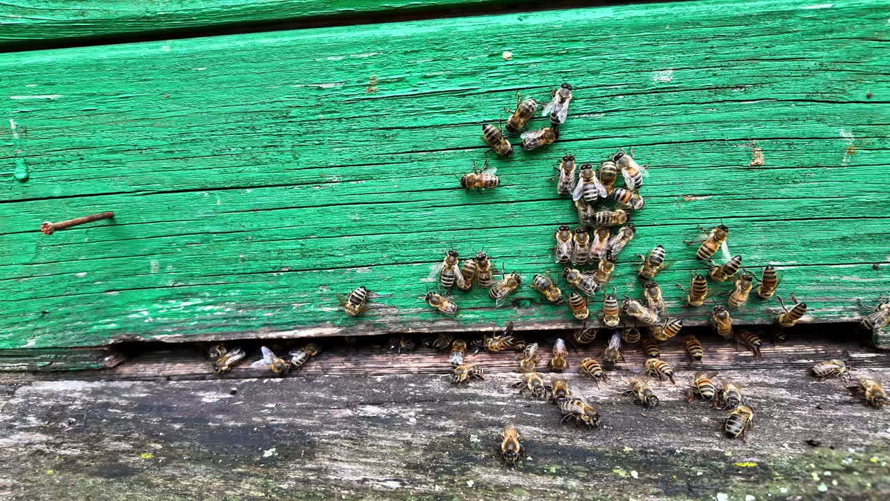 enjambre de abejas agrupadas en una superficie de madera verde y desgastada al aire libre