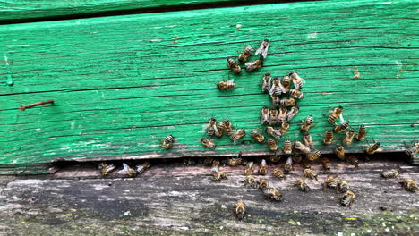 swarm of bees clustering on a weathered, green wooden surface outdoors