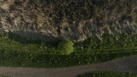 Top-View-Of-Dry-Reeds-And-Evergreen-Tree-Near-The-Tabatskuri-Lake-In-Georgia