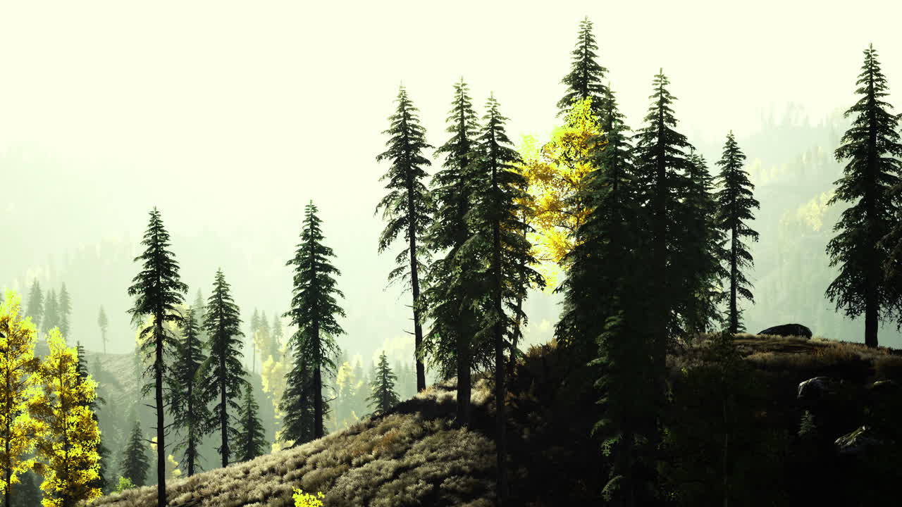 Lush green forest landscape during early morning light in serene setting