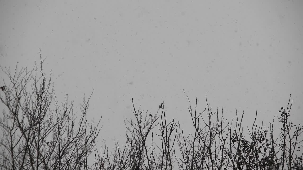 나뭇가지에 눈이 내리고 휴일에 가까운 추운 날씨