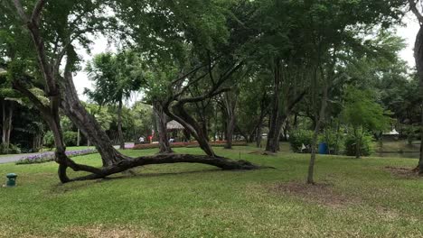 a peaceful walk in a lush green park.