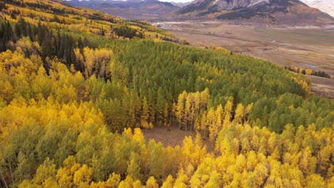 Aerial-View-of-Dense-Yellow-Aspen-Tree-Forest-in-Peak-of-Autumn,-Landscape-of-Colorado-USA