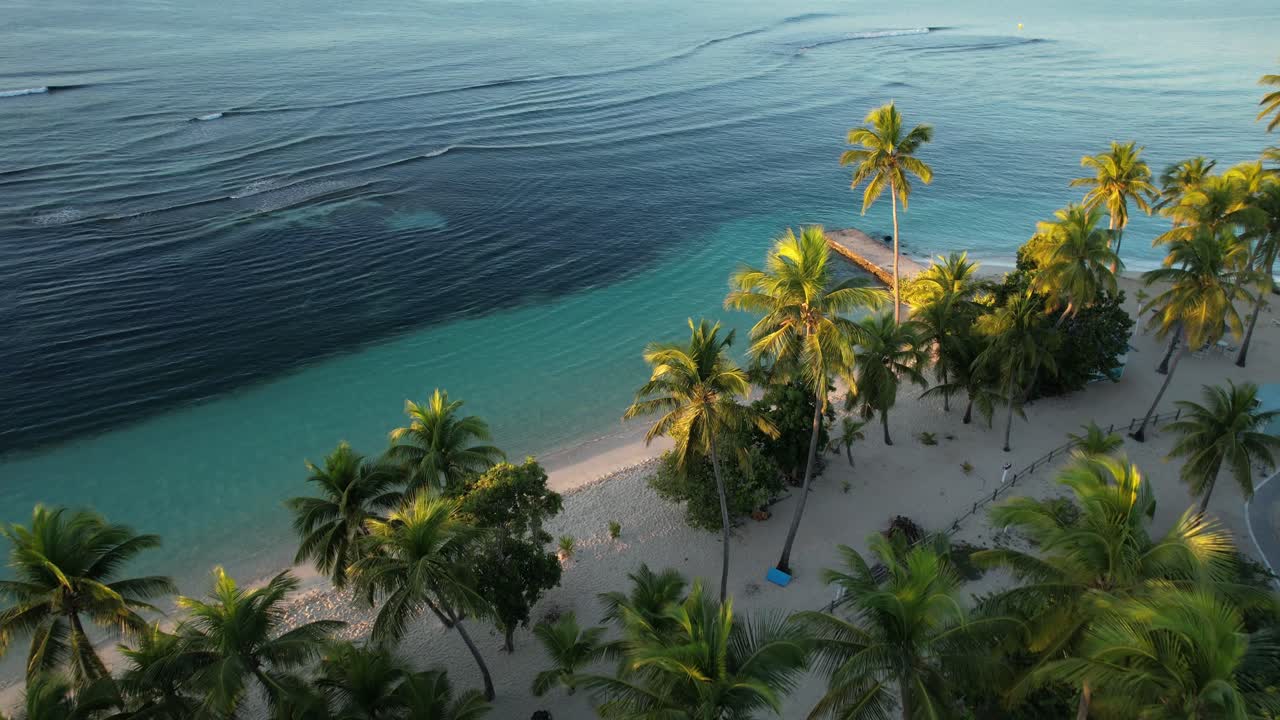 Palme su una spiaggia di sabbia bianca della Plage de la Caravelle a Sainte-Anne, Guadalupa.