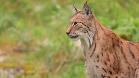 the eurasian lynx (lynx lynx) in the forest.