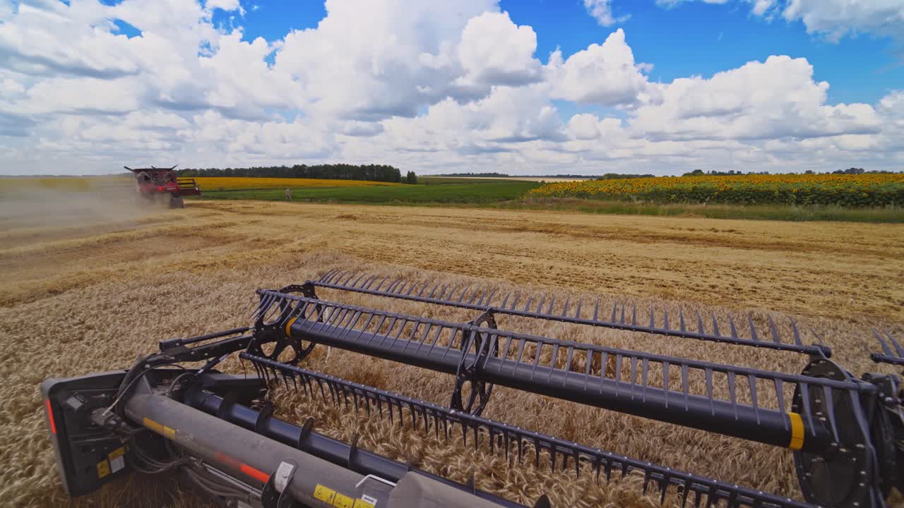 Harvester machine working in field . Combine harvester agriculture machine harvesting golden ripe wheat field. Agriculture. View from the driver's side.