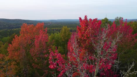 Aerial-drone-shot-approaching-vibrant-red-colored-trees-in-a-forest,-the-beautiful-colors-of-Autumn-as-nature-changes-during-the-fall-season,-Canada